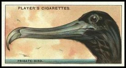 15 The Frigate Bird